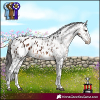 Horse Color:White Spotted Brown Sabino Appaloosa