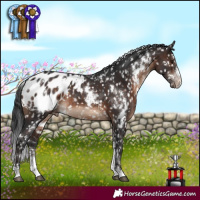 Horse Color:White Spotted Brown Sabino Blanket 