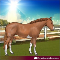 Horse Color:Chestnut Sabino Tobiano 