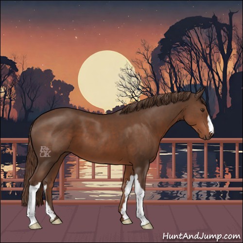 Horse Color:Liver Chestnut 