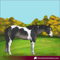 Horse Color:Black Sabino Splash Tobiano 