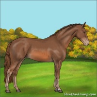 Horse Color:Chestnut Varnish 