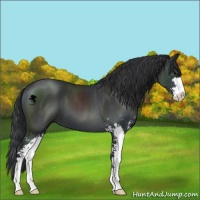 Horse Color:Black Sabino 