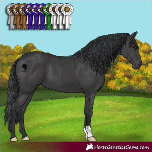 Horse Color:Black 
