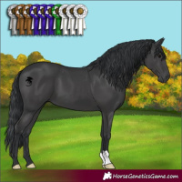 Horse Color:Black 