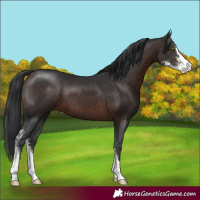 Horse Color:Brown Sabino 