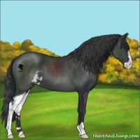 Horse Color:Black Sabino 