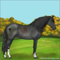 Horse Color:Black Sabino 