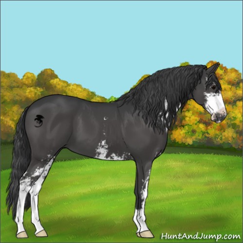 Horse Color:Black Sabino 