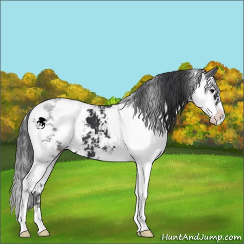 Horse Color:Black Sabino 