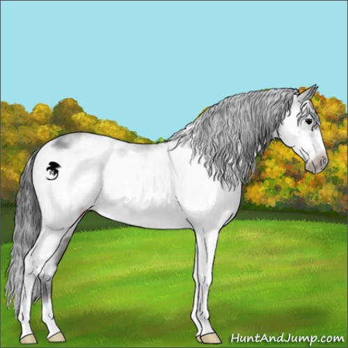 Horse Color:Black Sabino Frame 