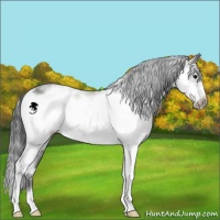Horse Color:Black Sabino Frame 
