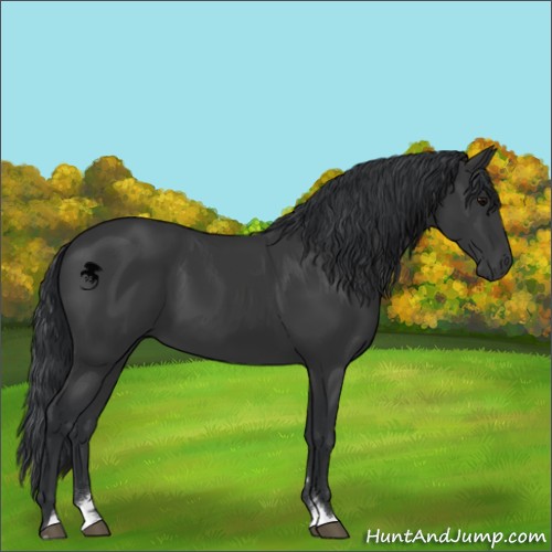 Horse Color:Black Sabino 