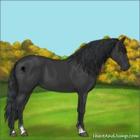 Horse Color:Black Sabino 