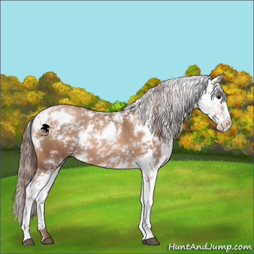 Horse Color:Brown Pearl Sabino 