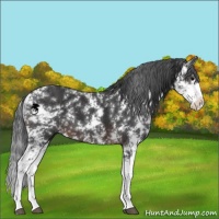 Horse Color:Brown Sabino 
