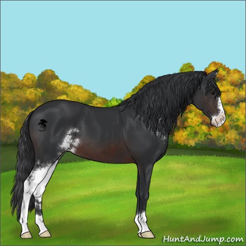 Horse Color:Brown Sabino 