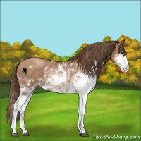 Horse Color:Brown Pearl Sabino 