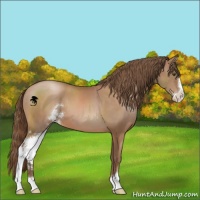 Horse Color:Brown Pearl Sabino 