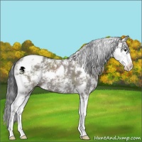 Horse Color:Grullo Sabino 