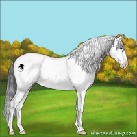 Horse Color:Black Sabino 