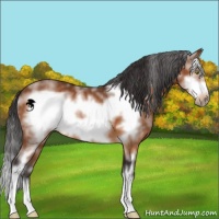 Horse Color:White Spotted Buckskin Frame 