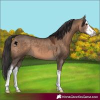 Horse Color:White Spotted Brown Dun 