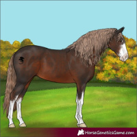 Horse Color:White Spotted Liver Chestnut 
