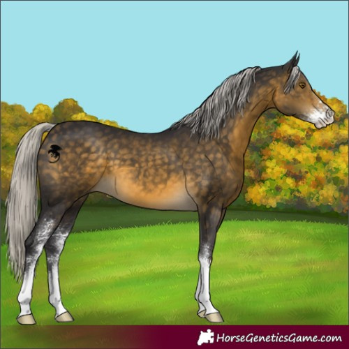 Horse Color:Silver Buckskin Sabino 