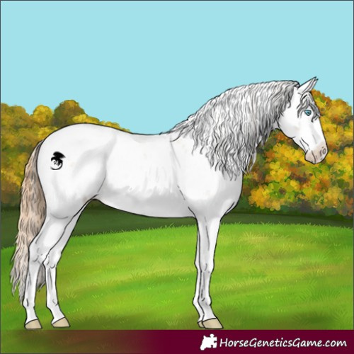 Horse Color:White Spotted Buckskin Pearl Dun Sabino Appaloosa 