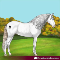 Horse Color:White Spotted Buckskin Pearl Dun Sabino Appaloosa 