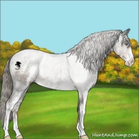 Horse Color:White Spotted Chocolate Palomino Sabino 
