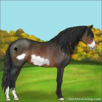 Horse Color:Brown Frame 