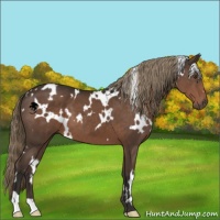 Horse Color:White Spotted Liver Chestnut 
