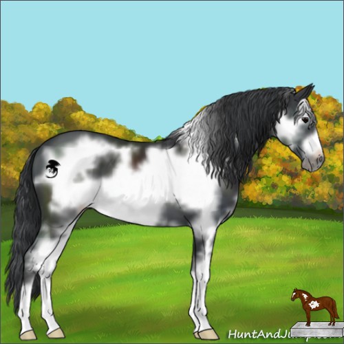 Horse Color:Black Sabino Frame 