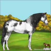 Horse Color:Black Sabino Frame 