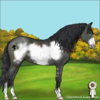 Horse Color:Black Sabino Frame 