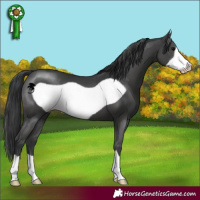 Horse Color:Black Frame 