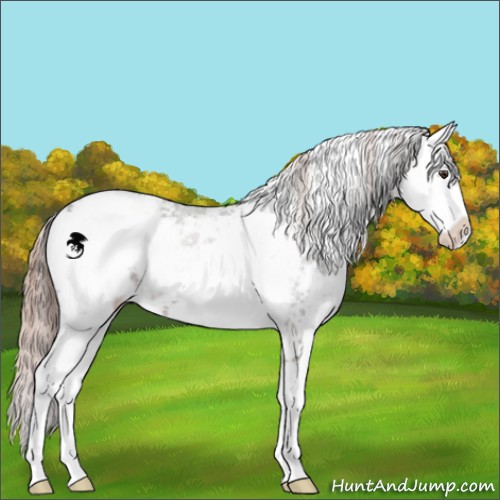 Horse Color:Liver Chestnut Sabino 
