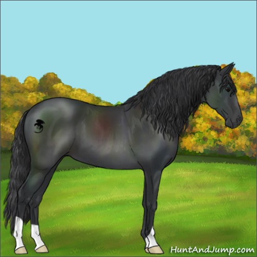 Horse Color:Black 
