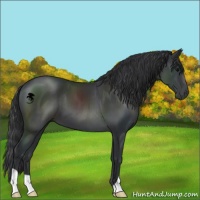Horse Color:Black 
