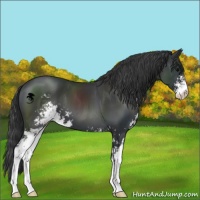 Horse Color:Black Sabino 