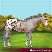 Horse Color:Bay Splash Appaloosa