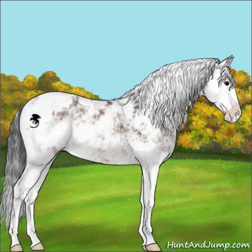 Horse Color:Brown Dun Sabino 