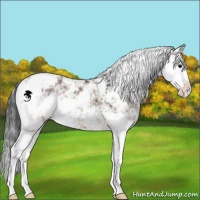 Horse Color:Brown Dun Sabino 