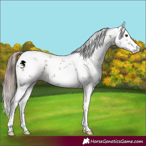 Horse Color:White Spotted Liver Red Dun Sabino 
