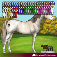 Horse Color:Buckskin Pearl Dun Sabino 