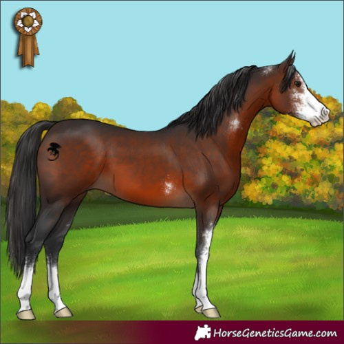 Horse Color:Brown Sabino