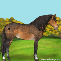 Horse Color:Buckskin Sabino