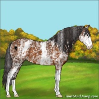 Horse Color:White Spotted Buckskin 